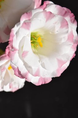 Karanlık arka planda güzel narin çiçekler