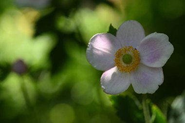 Güzel beyaz çiçeklere yakın yaz konsepti