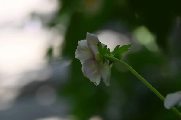 Close Beautiful White Delicate Flowers Summer Concept — Foto de Stock