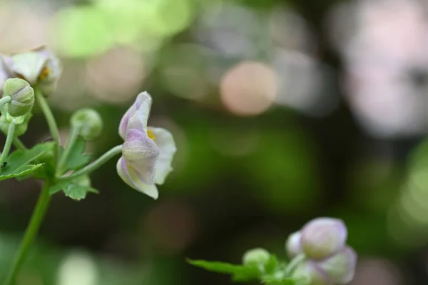 Close Beautiful White Delicate Flowers Summer Concept — Stock Fotó