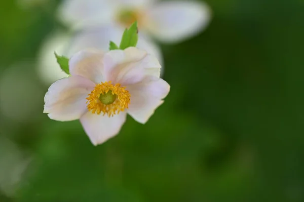 Close Beautiful White Delicate Flowers Summer Concept —  Fotos de Stock