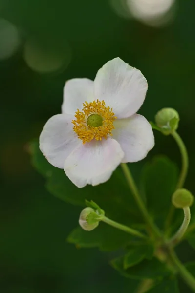 Close Van Mooie Witte Delicate Bloemen Zomer Concept — Stockfoto