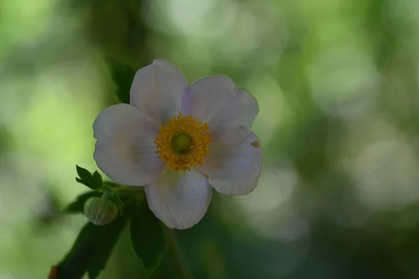 Close Belas Flores Brancas Delicadas Conceito Verão — Fotografia de Stock