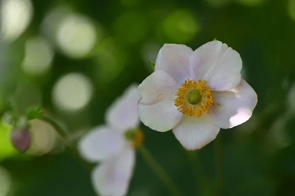 Nahaufnahme Schöner Weißer Zarter Blüten Sommerkonzept — Stockfoto