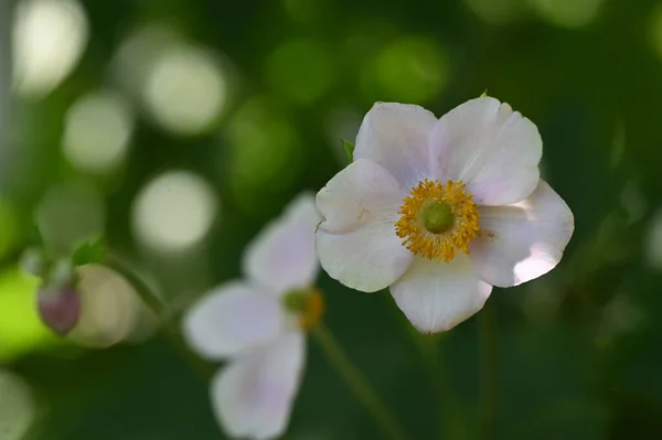 Близко Красивым Белым Нежным Цветкам Летняя Концепция — стоковое фото
