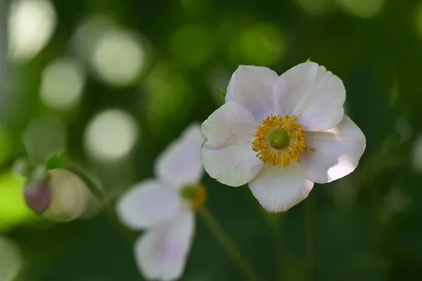 Close Beautiful White Delicate Flowers Summer Concept — Stockfoto