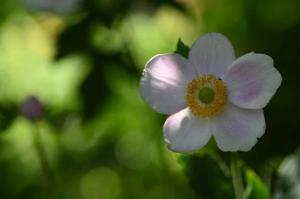 Close Beautiful White Delicate Flowers Summer Concept — Foto de Stock