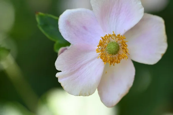 Close Beautiful White Delicate Flowers Summer Concept — Stock Photo, Image