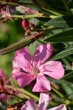 Güzel pembe çiçek manzarası, yaz konsepti.