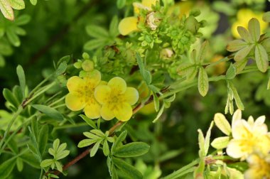 Sarı çiçeklerin yakın görüntüsü, yaz konsepti