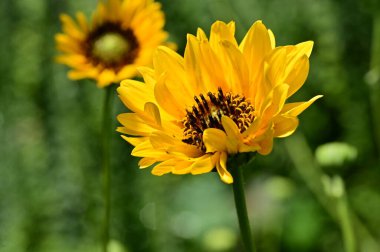 close up view of yellow flowers, summer concept