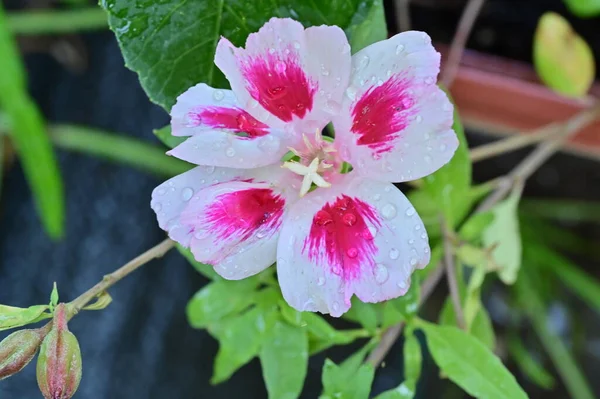 Mooie Roze Bloemen Tuin — Stockfoto