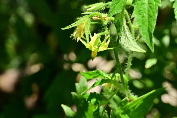 Belles Fleurs Jaunes Dans Jardin — Photo