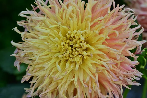 Красиві Рожеві Жовті Квіти Саду — стокове фото