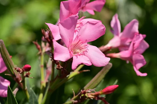 Close View Beautiful Pink Flowers Summer Concept — Foto Stock