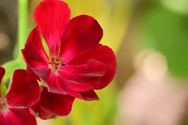 Zbliżenie Widok Pięknych Czerwonych Kwiatów Koncepcja Latem — Zdjęcie stockowe