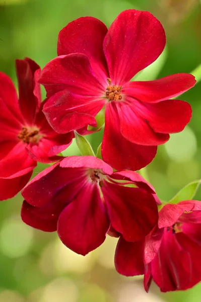 Close View Beautiful Red Flowers Summer Concept — Stock Photo, Image