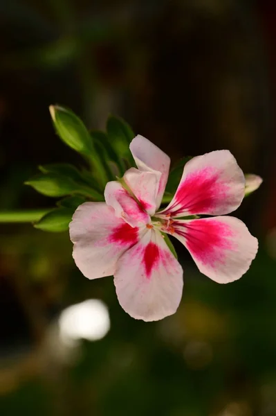 Крупный План Красивых Розовых Цветов Летняя Концепция — стоковое фото