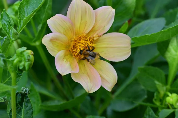 Tiro Close Uma Abelha Uma Flor — Fotografia de Stock