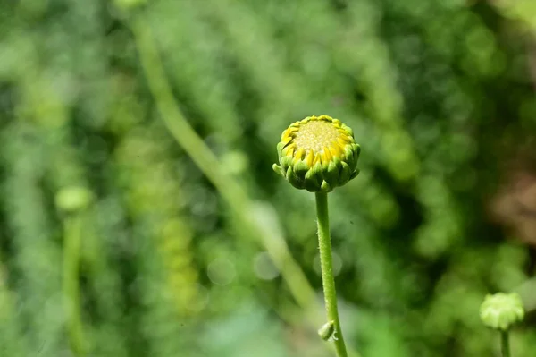 Schöne Gelbe Blumen Garten — Stockfoto