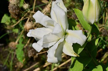 Güzel beyaz çiçeklere yakın yaz konsepti