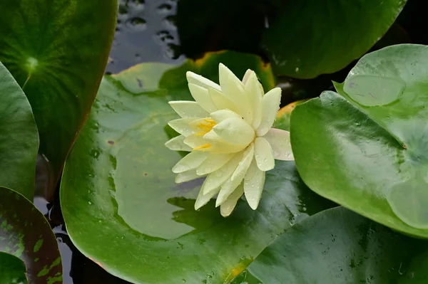 Schöne Lotusblume Auf Dem Teich Nahsicht — Stockfoto