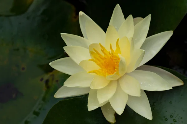 Beautiful Lotus Flower Pond Close View — Stockfoto