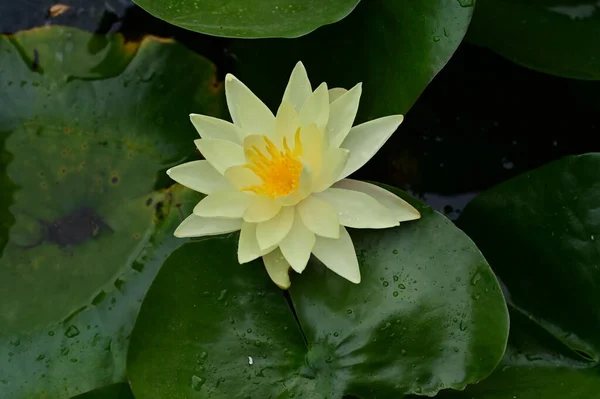 Bela Flor Lótus Lagoa Vista Perto — Fotografia de Stock