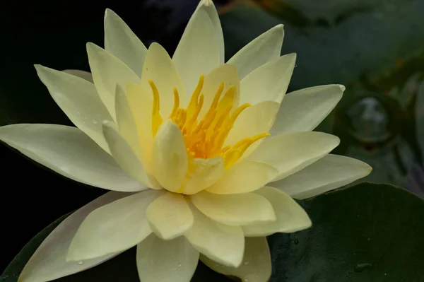 Beautiful Lotus Flower Pond Close View — Foto de Stock