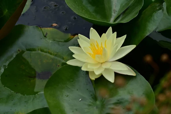 Schöne Lotusblume Auf Dem Teich Nahsicht — Stockfoto