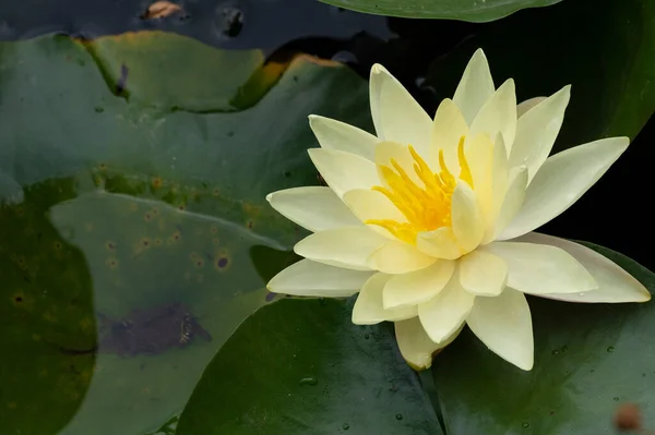 Beautiful Lotus Flower Pond Close View — Stock Photo, Image