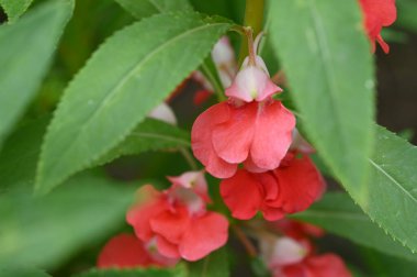 Güzel kırmızı çiçek manzarası, yaz konsepti.