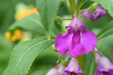 Güzel mor çiçeklere yakın, yaz konsepti.