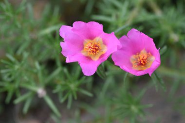 Güzel pembe çiçek manzarası, yaz konsepti.