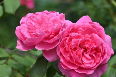 Bahçedeki güzel pembe güller.