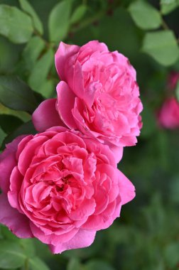 Bahçedeki güzel pembe güller.