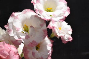 Karanlık arka planda güzel narin çiçekler