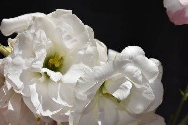 Karanlık arka planda güzel narin çiçekler