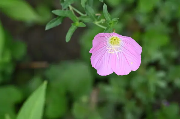 Close View Beautiful Pink Flowers Summer Concept — Foto de Stock