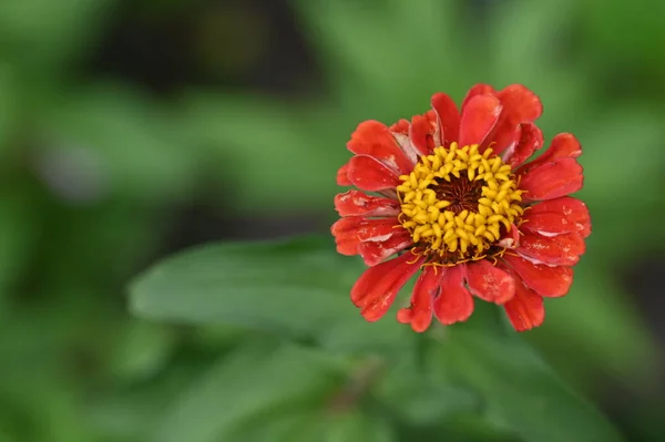Güzel Kırmızı Çiçek Manzarası Yaz Konsepti — Stok fotoğraf