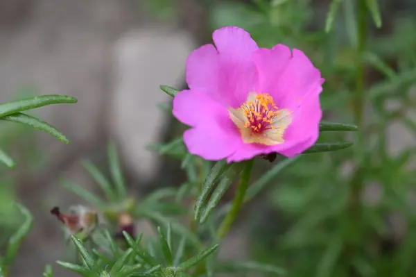 Close View Beautiful Pink Flowers Summer Concept — 스톡 사진