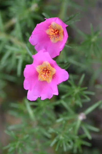 Close View Beautiful Pink Flowers Summer Concept — 图库照片