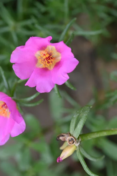 Vista Vicino Bellissimi Fiori Rosa Concetto Estivo — Foto Stock