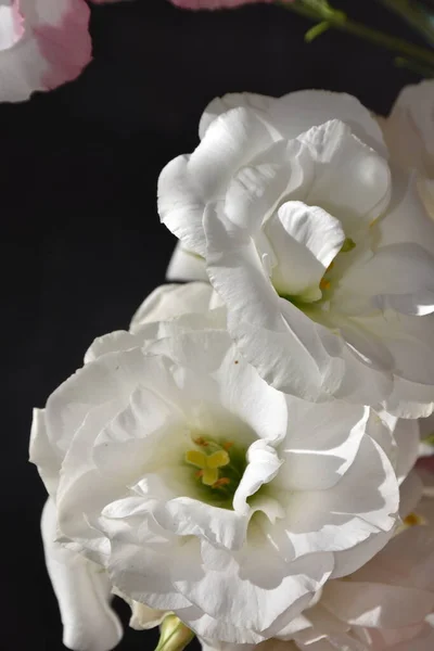 Beautiful Delicate Flowers Dark Background — Foto Stock