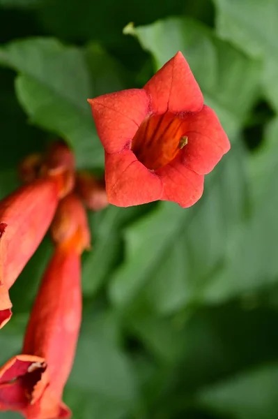 庭の美しいピンクの花 — ストック写真