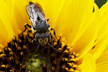 insect sitting on beautiful yellow flower