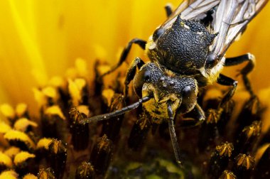 insect sitting on beautiful yellow flower