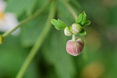 beautiful tender flowers growing in the garden