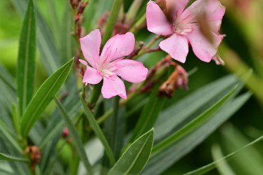 Bahçedeki güzel pembe çiçekler