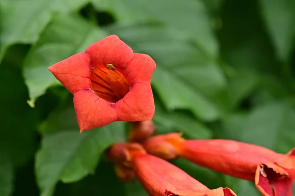 Beautiful Red Colored Flowers Garden — Foto de Stock